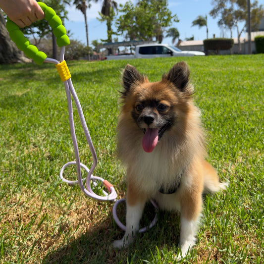Born in Los Angeles, Inspired by Dogs